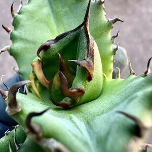 [Lj_plants]Z78 agave chitanota cue pido/ wing dragon a little over . finest quality beautiful stock 