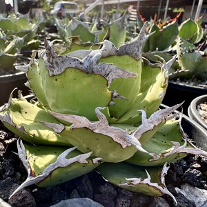 [Lj_plants]Z80 agave chitanota.. finest quality a little over . large . cover super preeminence selection . stock ultimate beautiful finest quality beautiful stock 