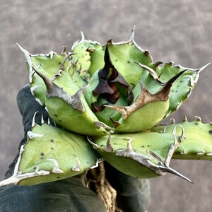 [Lj_plants]Z81 agave chitanota.. dragon short leaf . meat thickness .. black . a little over . beautiful stock 