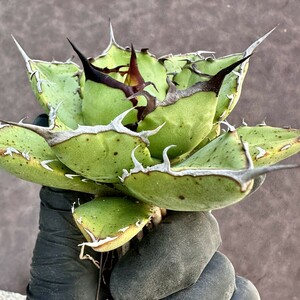 [Lj_plants]Z85 agave chitanota sea god a little over . special selection stock finest quality beautiful stock 