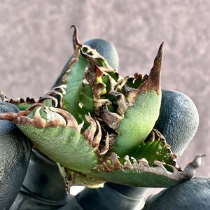 [Lj_plants]Z8 agave chitanota red cat we zru red cat ball type a little over . stock trunk cut heaven .
