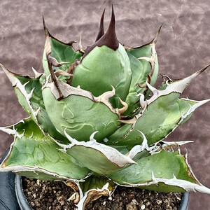 【Lj_plants】Z4 アガベ チタノタ 蜘蛛 無限に芽が生える確率がある 美株