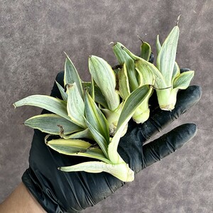 【Lj_plants】Z60多肉植物 アガベ　銀河旅人　ブルームーン　希少品種斑入りバリエガータ 5株同梱し