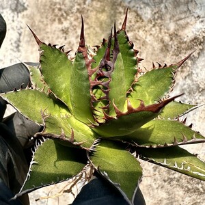 【Lj_plants】Z72 多肉植物 アガベ強棘ホリダ horrida 極上強棘 極上美株