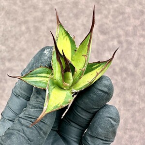 【Lj_plants】Z101多肉植物アガベ　ホリダ horrida 黄中斑 縞斑 鮮明錦 胴切天芽