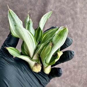 【Lj_plants】Z16 アガベ 多肉植物 テキーラ 波の葉オウムのくちばし錦 ‘Agave desmetiana’ 極上斑入 希少錦 鮮明錦 美株2株同梱し