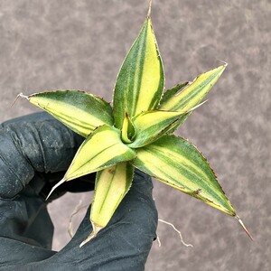 【Lj_plants】Z45 多肉植物 アガベ バーントバーガンディ錦 縞斑 極上斑入り 綺麗株 