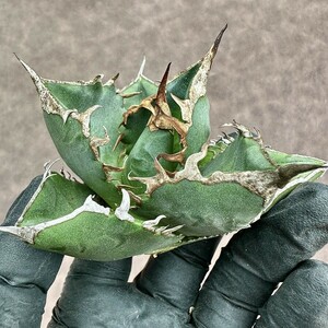 【Lj_plants】Z72 アガベ チタノタ 南アフリカダイヤモンド SAD 強棘綺麗株