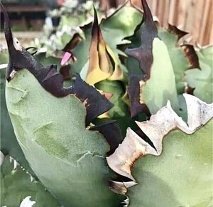 【Lj_plants】Z75 アガベ チタノタ 黒排棘 連棘 半年は安定した特徴が現れま 胴切天芽
