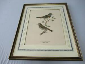 ■希少 美品 三越発売 定価3.8万！1871年~ Henry Eeles Dresser ロンドン出版「A History of the Birds of Europe.(鳥類譜)」 縦45,横37cm