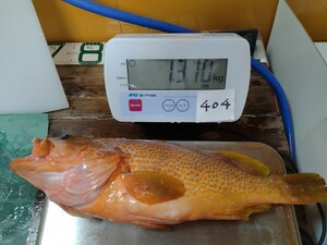 釣物【キジハタ】熟成中,0℃～2℃で冷蔵中,魚介類販売業認可済,漁協准組合員,漁船登録済,冷蔵品いつでも1円スタート,一魚一味,No.404