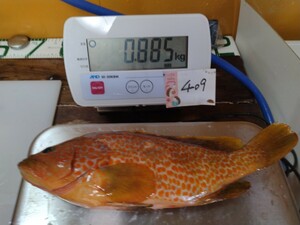 釣物【キジハタ】熟成中,0℃～2℃で冷蔵中,魚介類販売業認可済,漁協准組合員,漁船登録済,冷蔵品いつでも1円スタート,一魚一味,No.409