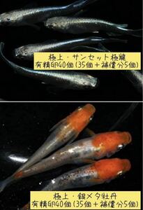 極上　サンセット極龍メダカ　有精卵40個(35個＋補償分5個)と極上　銀メタ牡丹メダカ　有精卵40個(35個＋補償分5個)