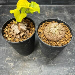 亀甲竜 2セット　おまけ付き　新鮮植え替え株　鉢植え発送