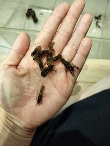 稚ザリ 　アメリカザリガニ　2cm以下　30匹 冷凍　餌用　釣りエサ　爬虫類　熱帯魚