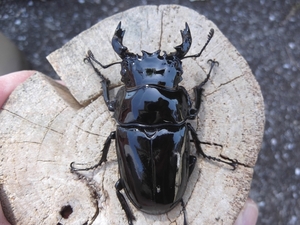 後食開始済み タランドゥスオオツヤクワガタ 1♂＋２♀　