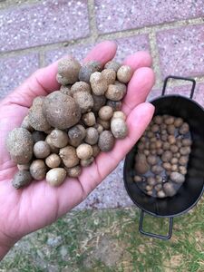 山芋　むかご　植え付け下さりませ。【　四国より、ゆうパケットポストにて発送致します。】