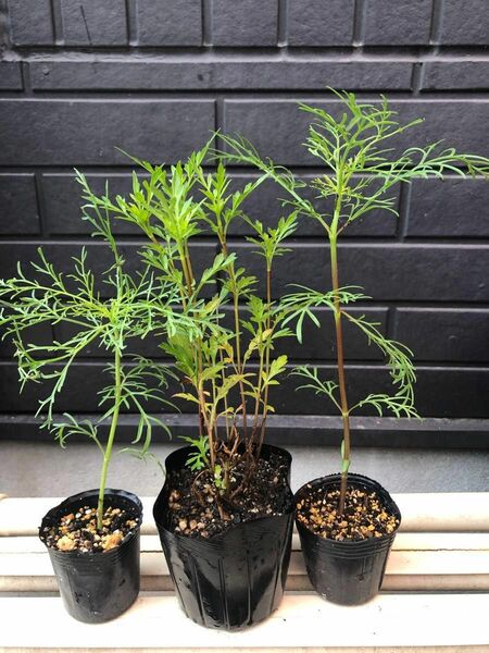 コスモス苗3色…抜き苗　　【植物…オマケ付き】リサイクル資材にて四国より発送します。