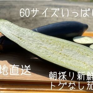 ６０サイズ　箱いっぱい　産地直送　農家直送　朝採り　新鮮野菜　野菜　茄子　ナス