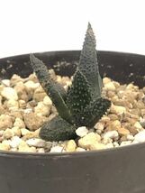 ハオルチア スカブラ　錦　微斑入り　多肉植物_画像4