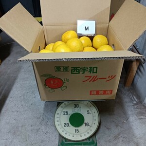 愛媛西宇和産　河内晩柑　M　10ｋｇ