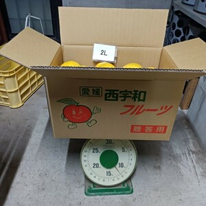 愛媛西宇和産　河内晩柑　2L　12ｋｇ