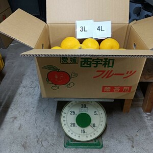 愛媛西宇和産　河内晩柑　3L4L　11ｋｇ