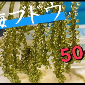 海ブドウ　50g 　ウミブドウ　海藻　観賞用