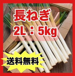 長ねぎ 中国産：5kg 野菜 ねぎ 長ネギ