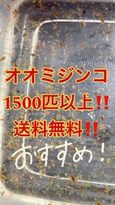 オオミジンコ1500匹以上！ おすすめです！