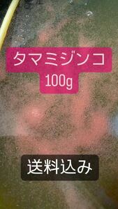 タマミジンコ　100g