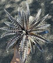 Dyckia 'Donna Marie' x 'A New Beginning’(dyckiayouup hybrid)_画像1