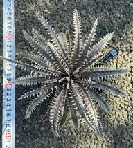 Dyckia 'Donna Marie' x 'A New Beginning’(dyckiayouup hybrid)_画像8