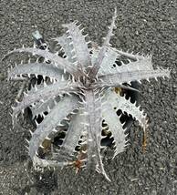 Dyckia 'Dyu First' dyckiayouup hybrid_画像5