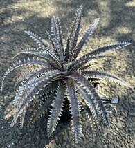 Dyckia 'Donna Marie' x 'A New Beginning’(dyckiayouup hybrid)_画像3