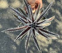 Dyckia 'Tooth and Nail' x 'A Winter's Frost' (dyckiayouup hybrid)_画像1