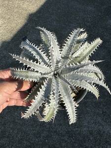 Dyckia 'Quantum Leap' Bill Baker hybrid