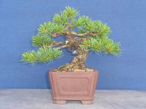  внизу павильон ...0... лист сосна 0 высота дерева 16cm0 shohin bonsai 0*