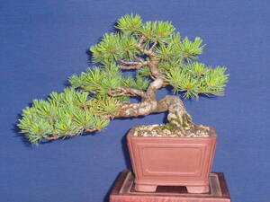  under pavilion ...0. leaf pine | half ..0 height of tree 21cm0 shohin bonsai 0*