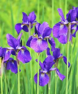 Iris sanguinea 4株　アヤメ　紫の菖蒲　宿根草