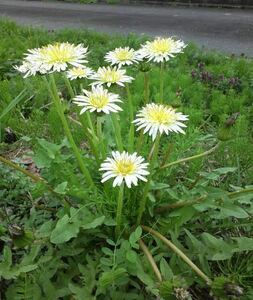 si donkey na tongue popo large stock white flower .. britain 1 stock rare . white ....