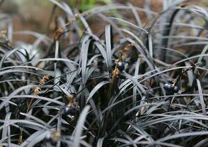 kokryuu лист . реальный . чёрный . офиопогон японский луговые и горные травы затенитель от солнца сад 