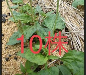  oo bako10 stock less pesticide medicinal herbs fields and mountains grass seedling 