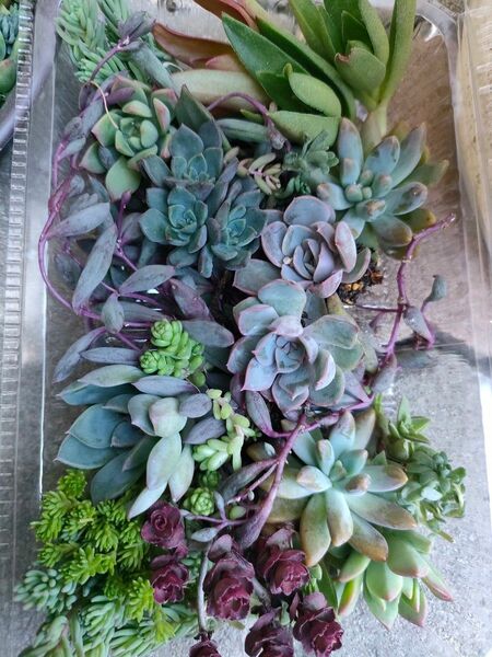 多肉植物カット苗　寄せ植えセット