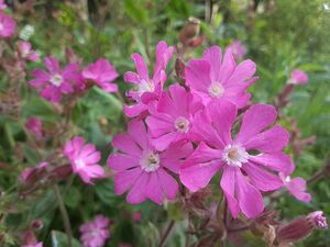 3種類ピンク花種セット(フクロナデシコ、ルコウソウ、河原撫子)