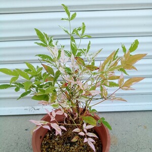  garden . flower pot south heaven naan ton [. entering naan ton ]