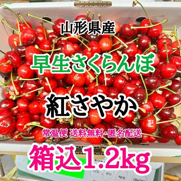 05【常温便】山形県産 さくらんぼ 紅さやか 箱込1.2kg サイズ混合 訳あり さくらんぼ