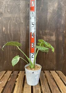 G.W SALE!15. monstera telisiosa Thai Constellation ... go in Thai production this term pot change settled 