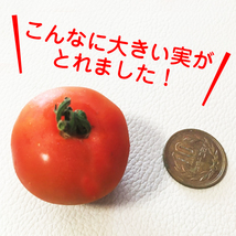 【ミニなのに大きい？】大粒ミニトマトの種10粒～食べごたえバツグン～_画像2