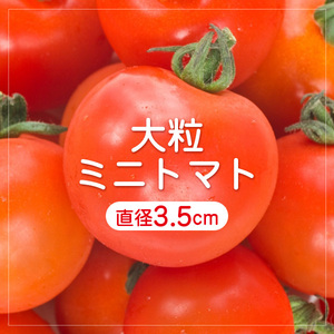 【ミニなのに大きい？】大粒ミニトマトの種10粒～食べごたえバツグン～